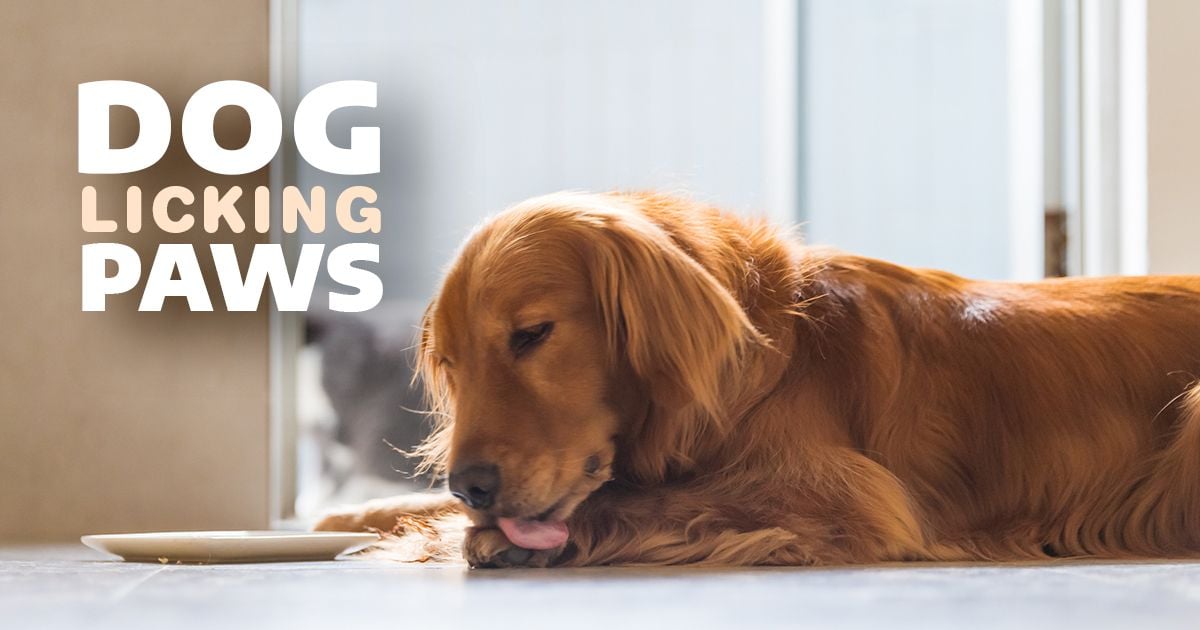 13 Reasons Your Dog’s Licking Its Paws and When to Visit the Vet 13 Reasons Your Dog’s Licking Its Paws and When to Visit the Vet
